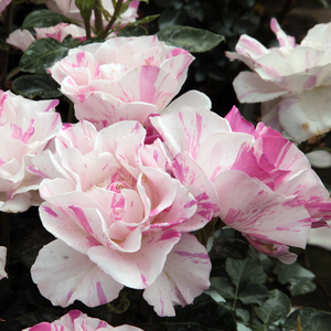 Alb cu dungi roz - trandafir pentru straturi Floribunda